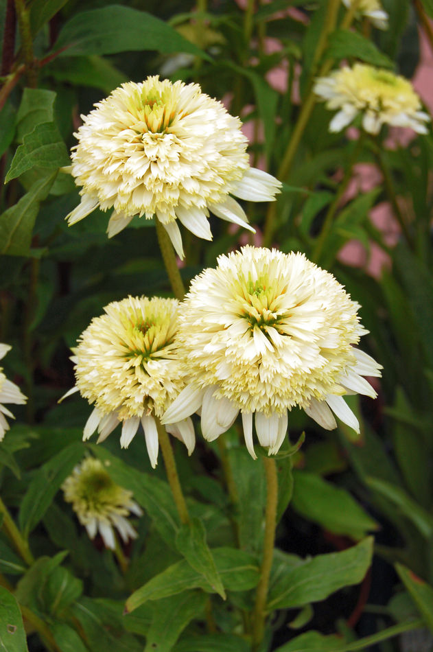 Echinacea Meringue Echinacea Meringue