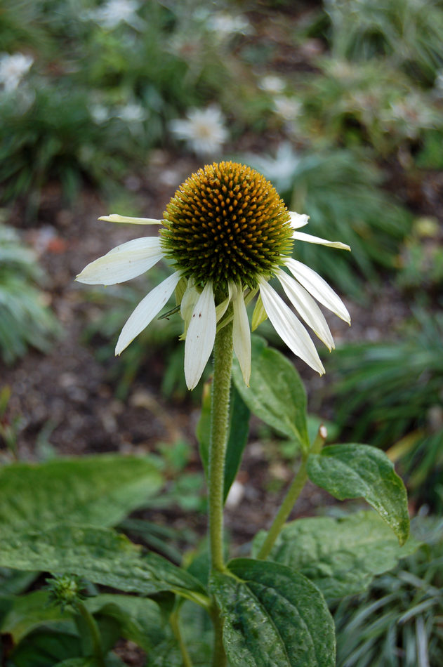 Echinacea bělokvětá odrůda Echinacea bělokvětá odrůda