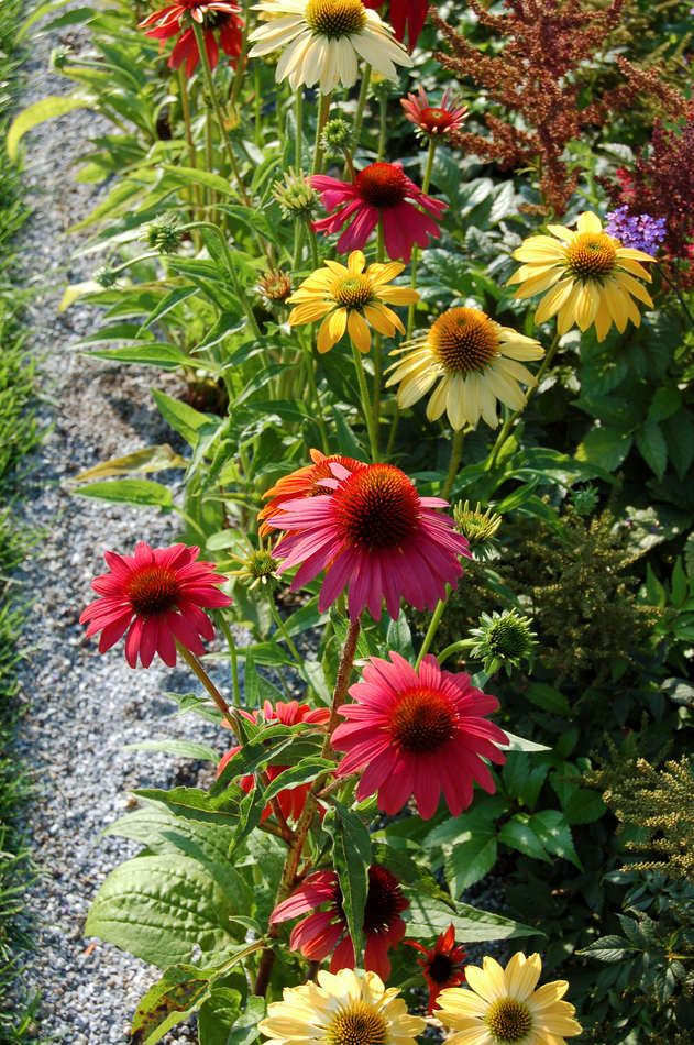 Echinacea purpurea Sonnenhut Echinacea purpurea Sonnenhut
