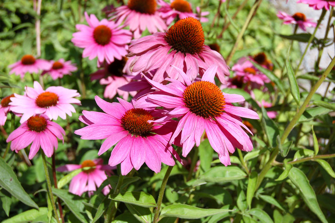Echinacea původní forma Echinacea puvodni forma