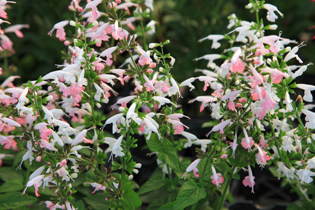 Kultivar šalvěje šarlatové; foto Shutterstock Šalvěj šarlatová (Salvia coccinea)