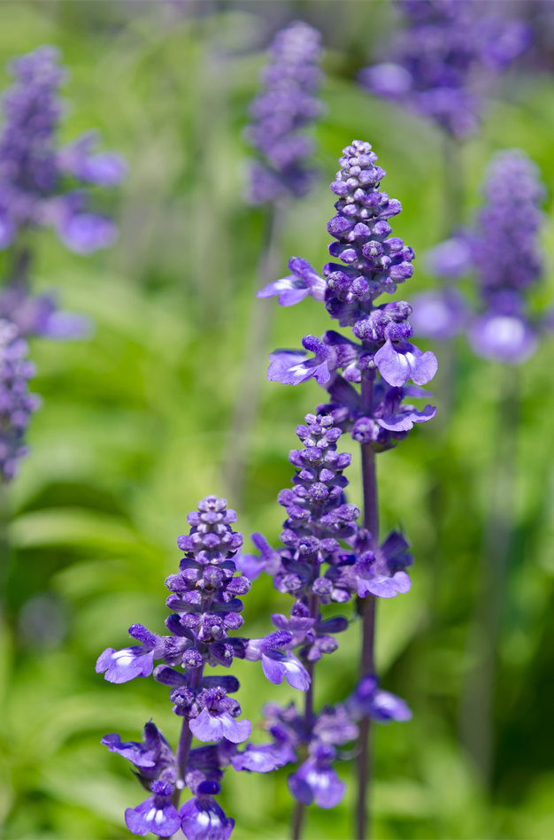 Šalvěj pomoučená; foto Shutterstock Šalvěj pomoučená; foto Shutterstock