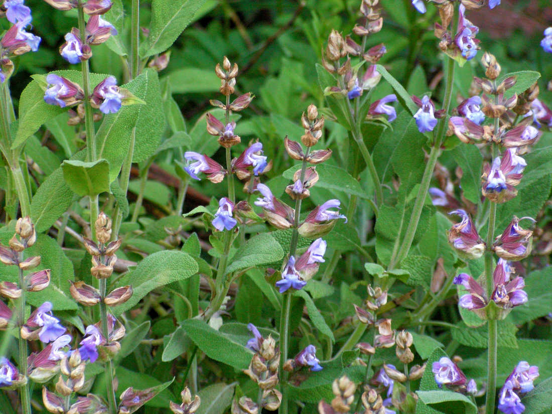 Šalvěj lékařská; foto Ivan Dvořák Šalvěj lékařská (Salvia officinalis )
