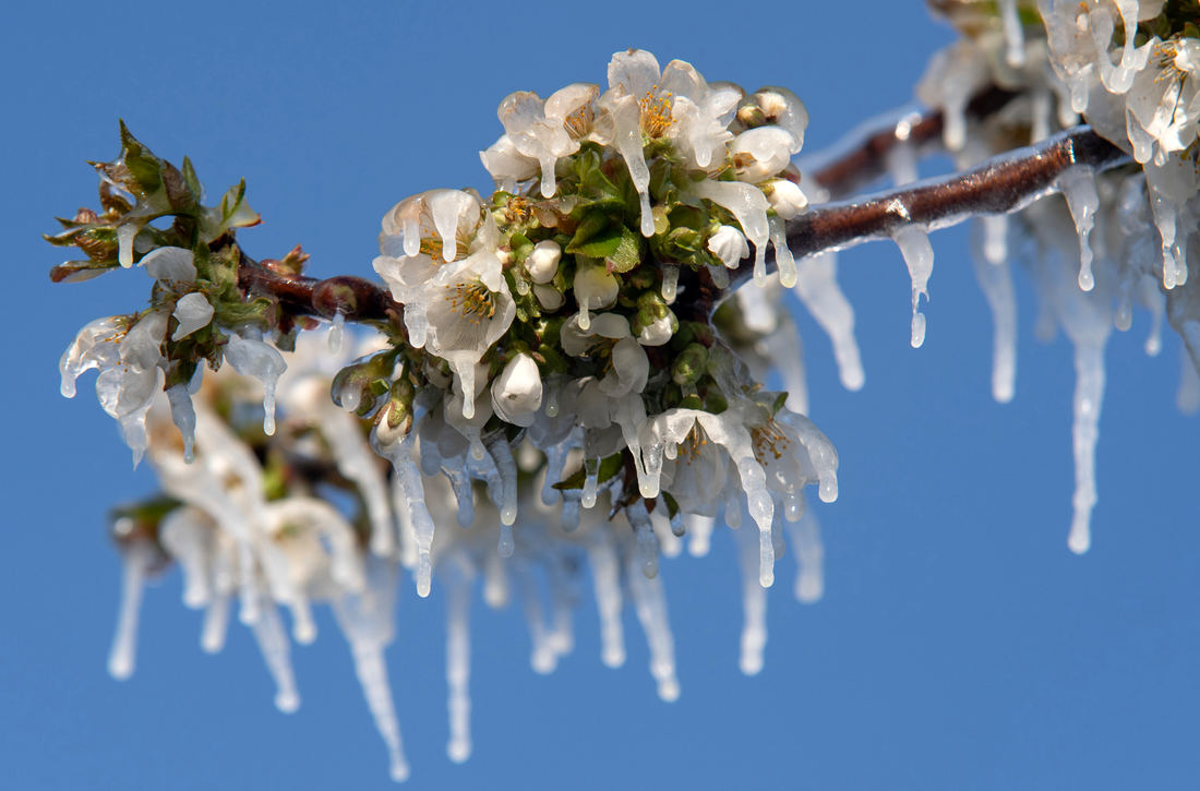 Opakují se na jaře mrazivá rána, v nichž se do nového dne probouzejí květy v ledu? Foto Shutterstock Květy třešně po mrazivé noci. Otázka zní: Bude se mráz opakovat?