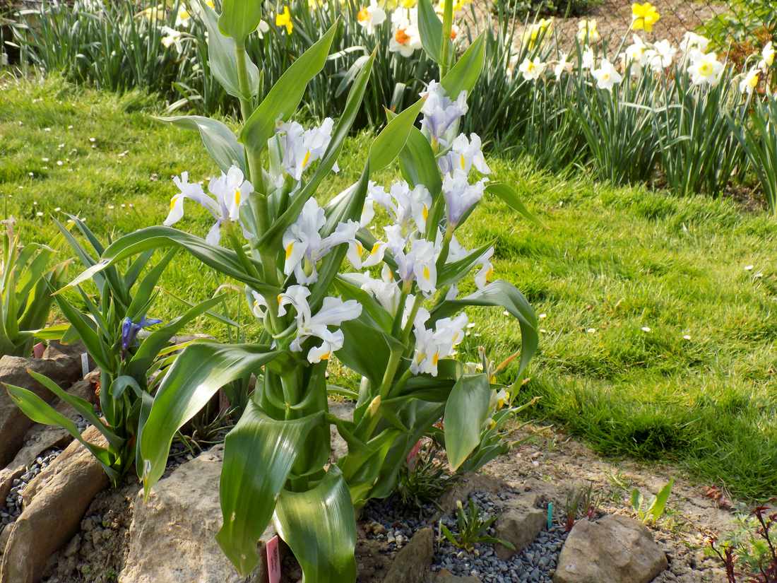 Junon Iris magnifica Junon Iris magnifica