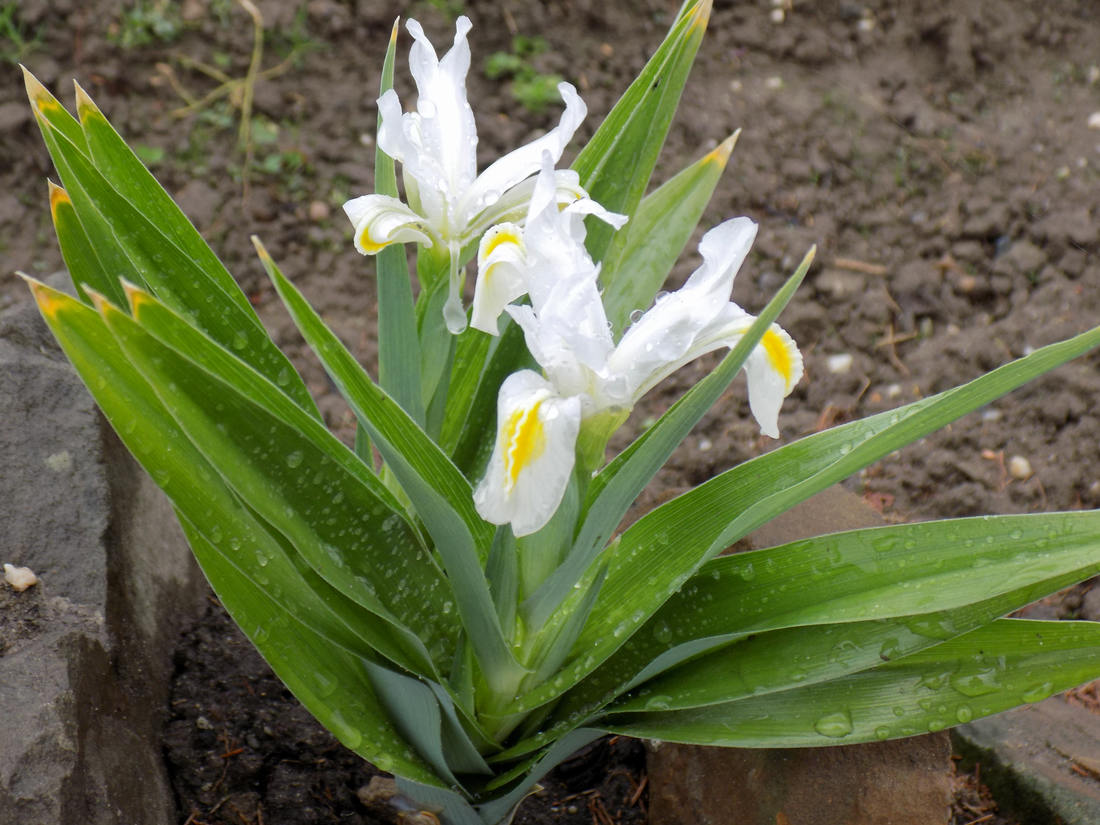 Junon Iris wilmottiana Alba Junon Iris wilmottiana Alba