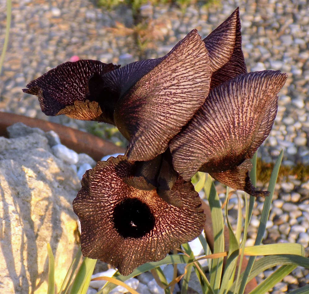 Kosatec Iris lycotis ze skupiny arilů (AR) Kosatec Iris lycotis ze skupiny arilů (AR)