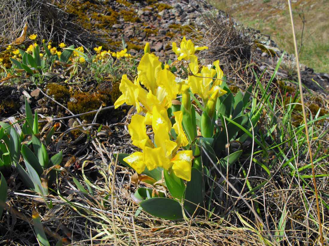 Dva kosatce nízké Iris pumila, Dva kosatce nízké Iris pumila,