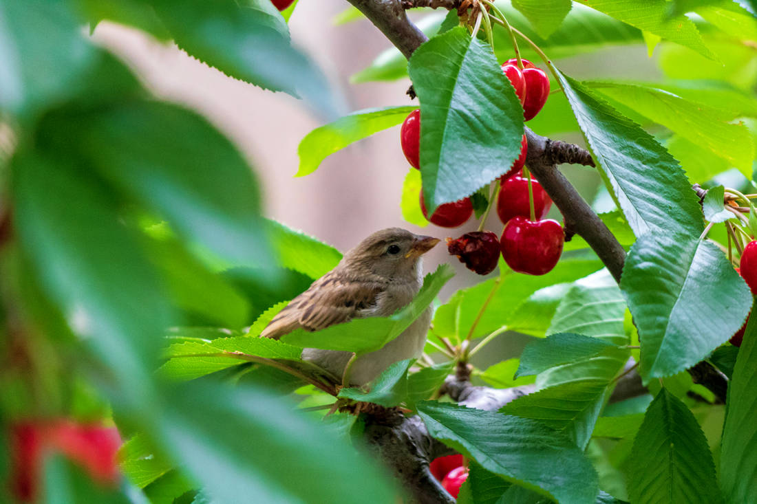 Vrabčákovi zachutnaly třešně; foto Shutterstock Vrabec na třešních