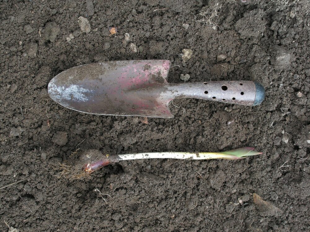 Zalézající tulipány ztrácející ochotu či schopnost kvést. Až takto hluboko se mohou chovat. Zalézající tulipány
