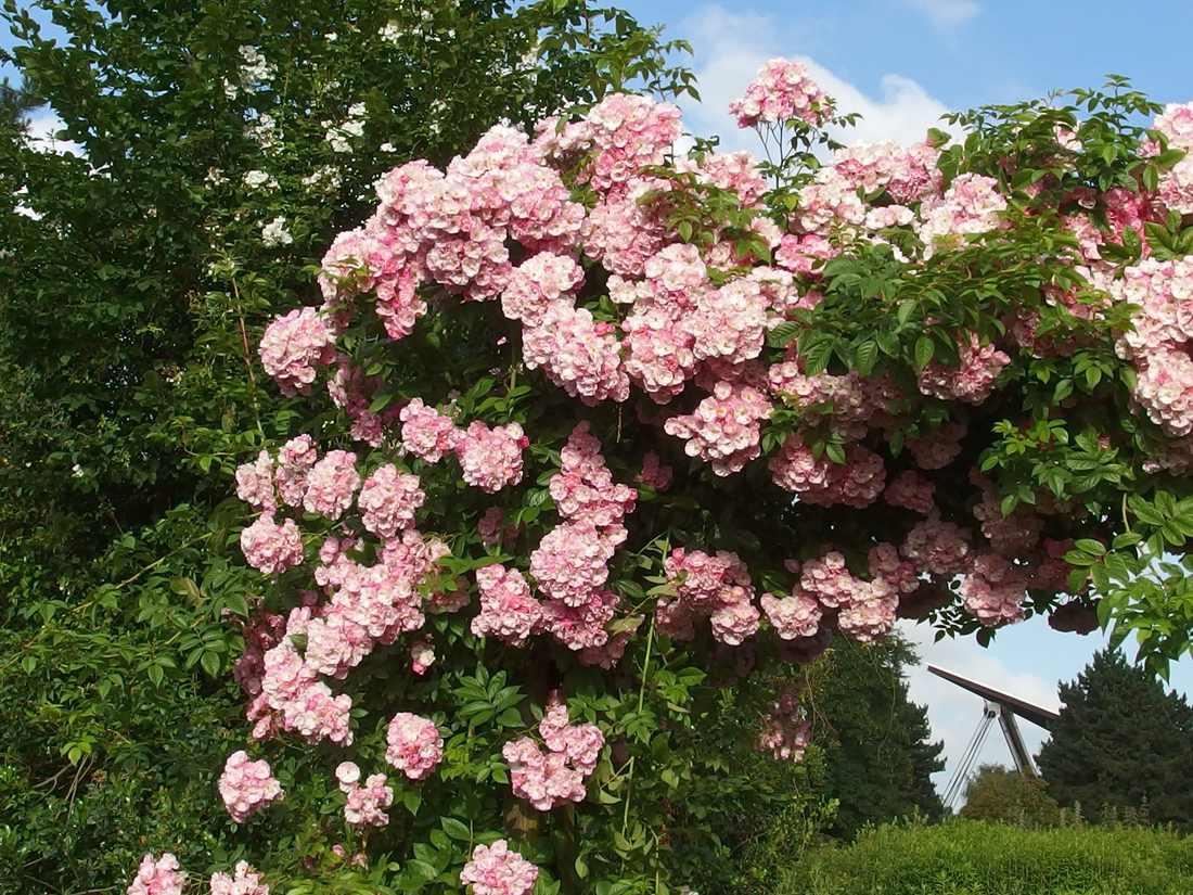 Pnoucí růže Apple Blossom