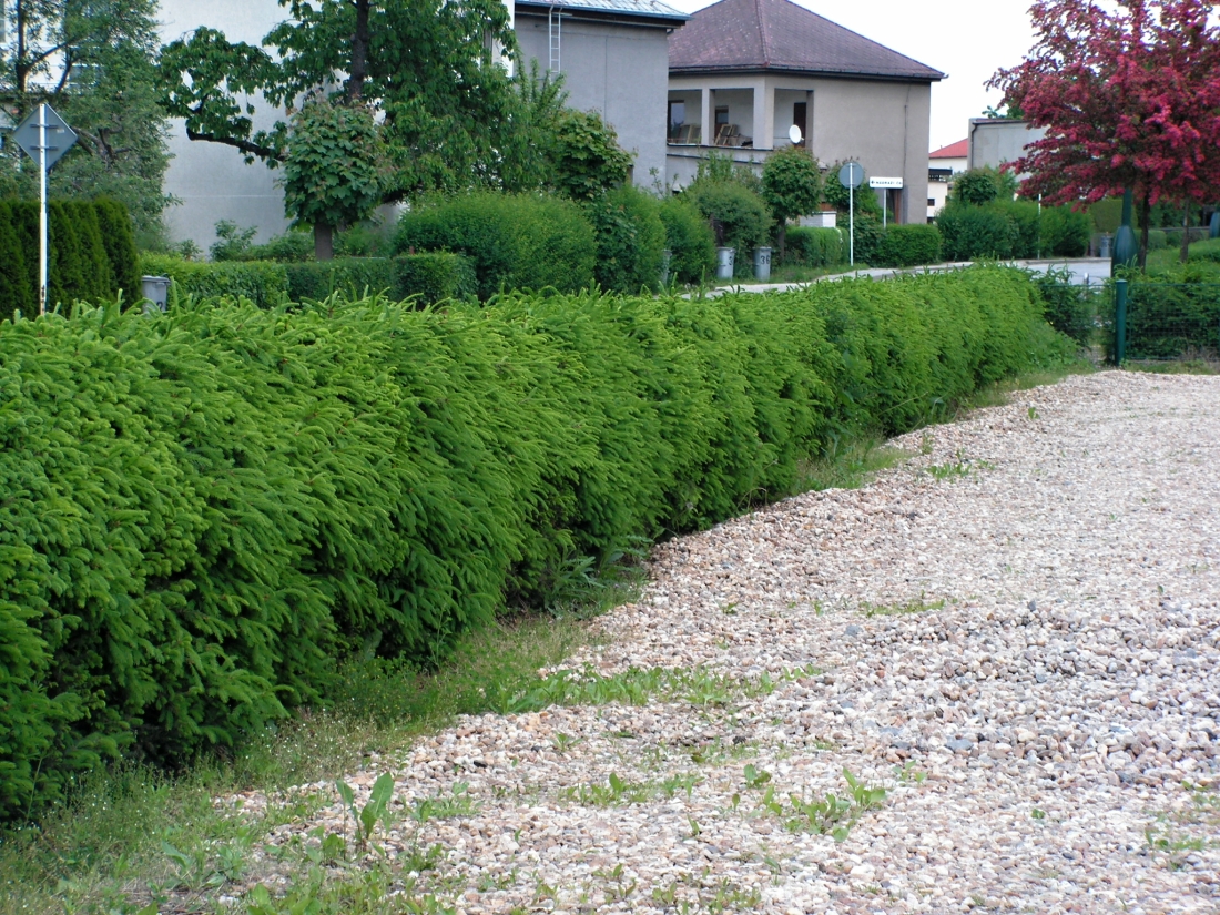 Picea abies (smrk ztepilý) na jaře před řezem