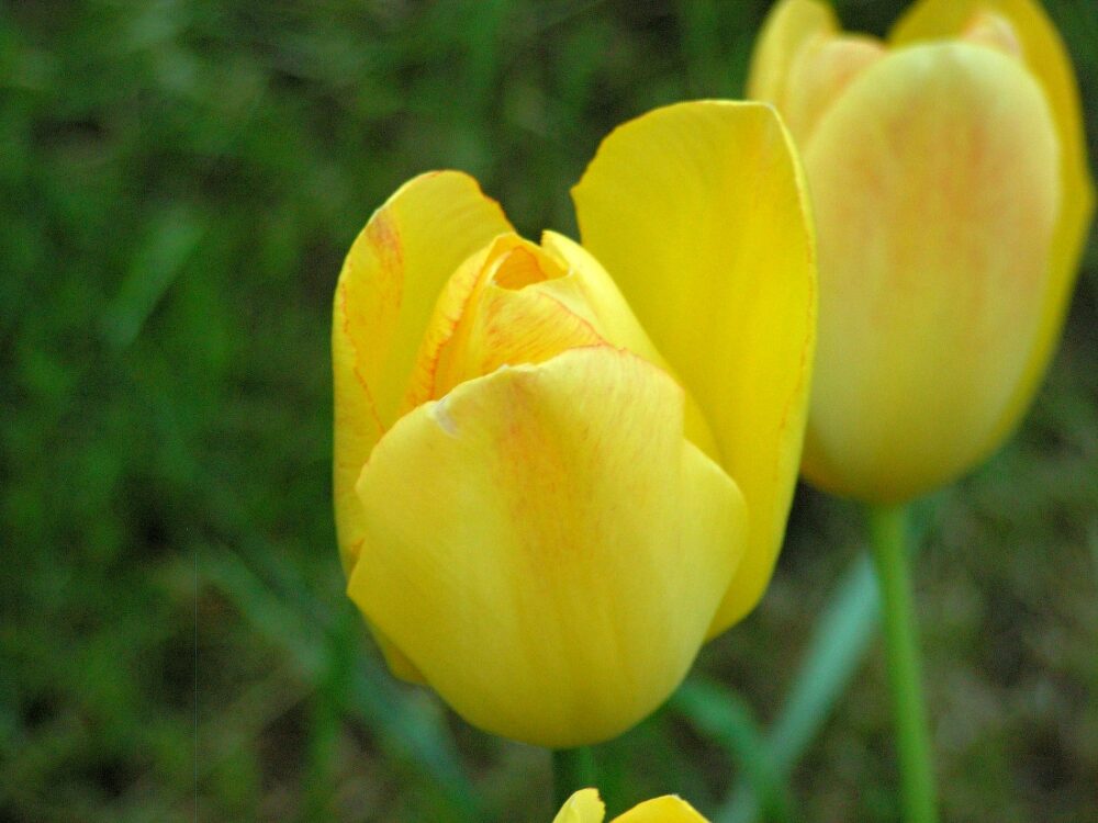 Nenápadný projev virózy na květech Viróza tulipánů