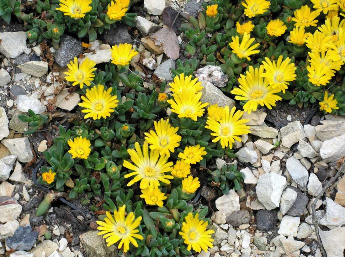 Delosperma basuticum Delosperma basuticum