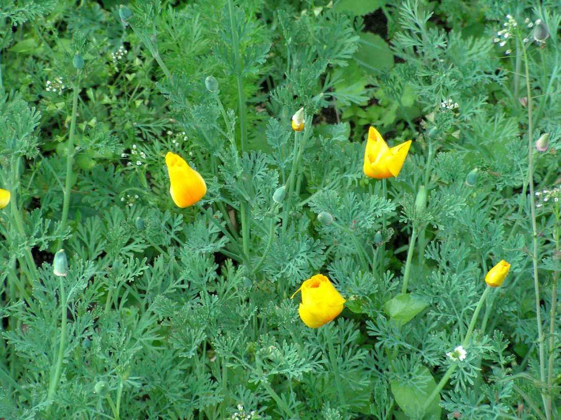 Sluncovka kalifornská (Eschscholtzia californica). Seje se přímo, květinu lze i předpěstovat. Eschscholtzia californica sluncovka kalifornský máček
