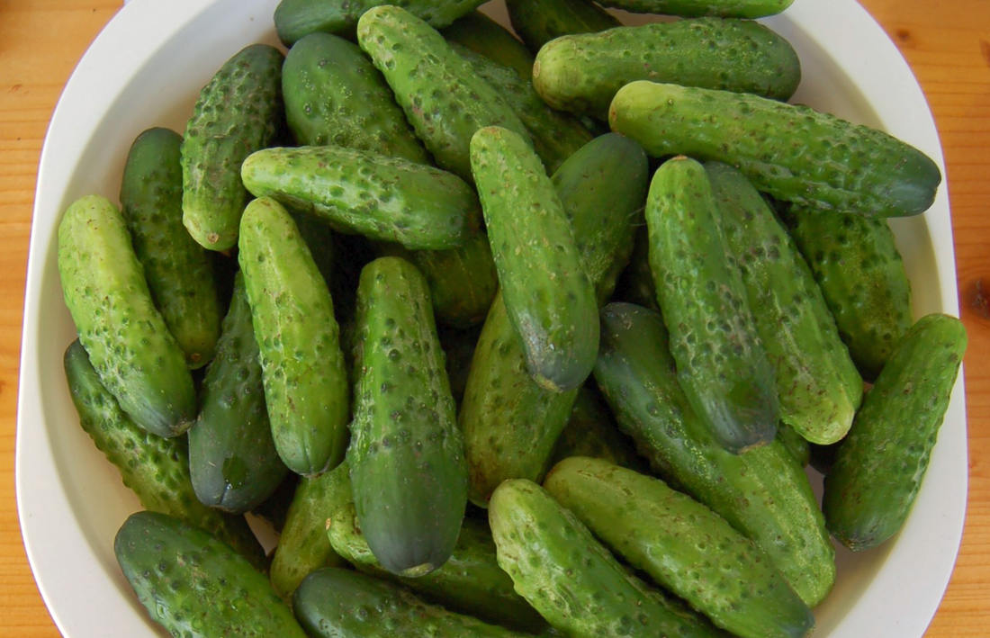 Jak pěstovat okurky ve skleníku, nakládačky, klasické, hybridní