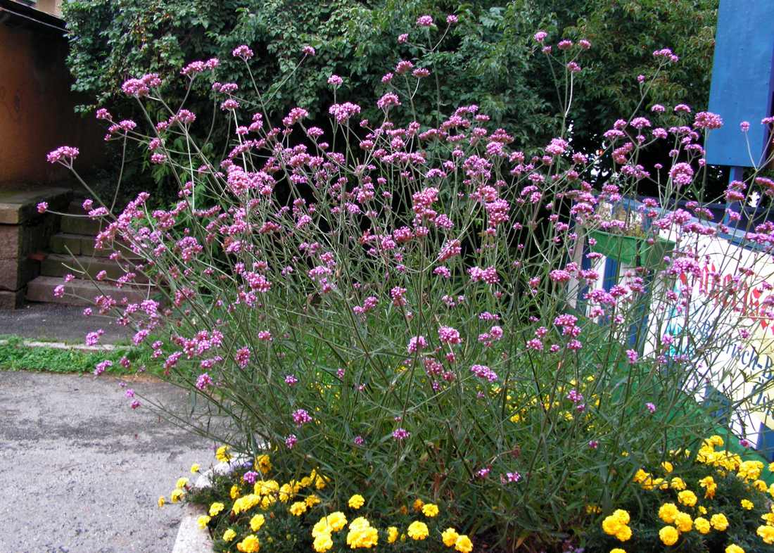 Verbena bonariensis Verbena bonariensis