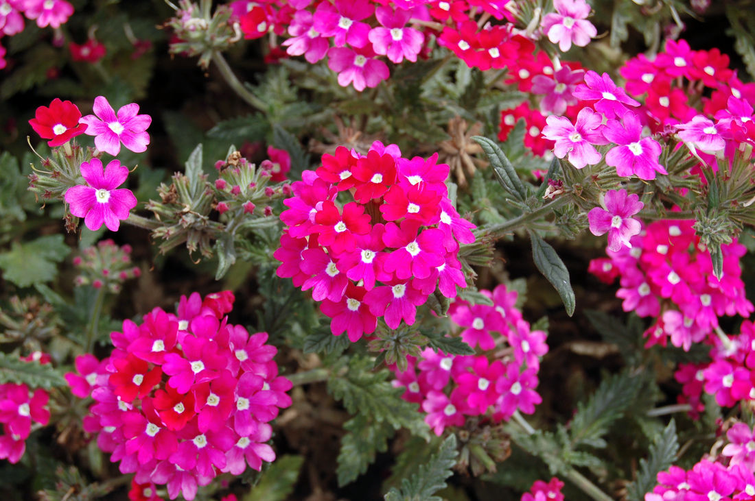Verbena Verbena