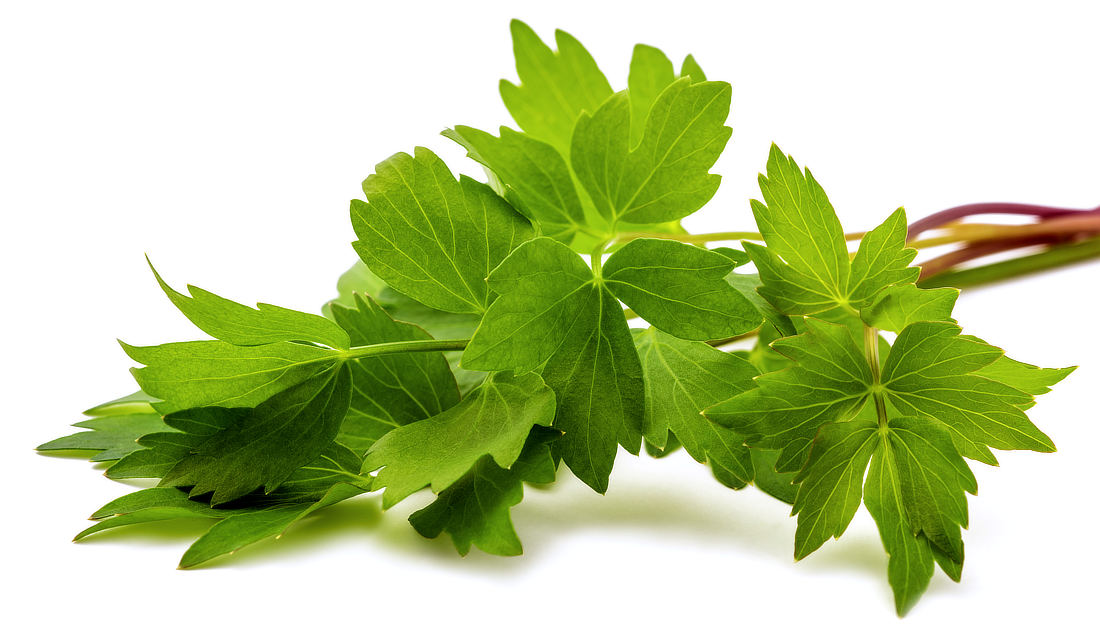 Libeček lékařský (Levisticum officinale) také pro labužníky; foto Shutterstock Libeček
