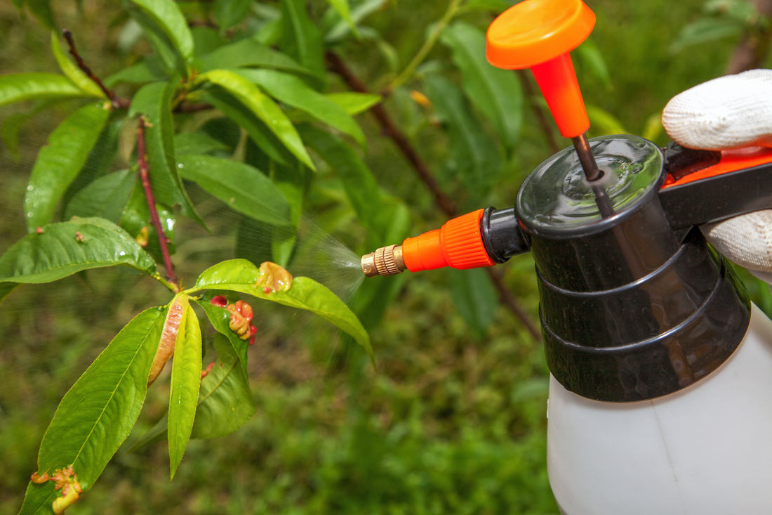 Za neúčinný lze považovat postřik proti kadeřavosti během vegetační sezony