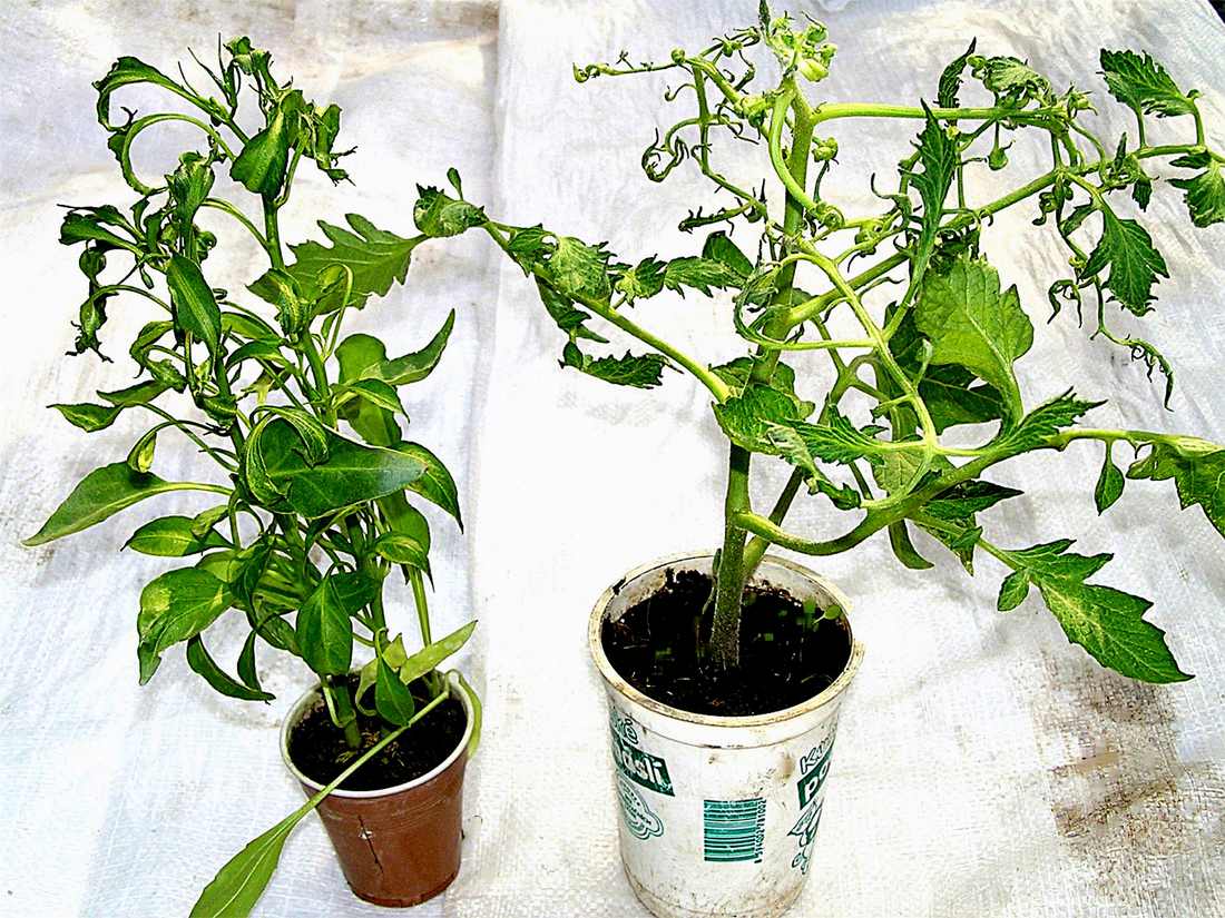 Paprika a rajče poškozené kroucením rostliny Paprika a rajče zkrouceny