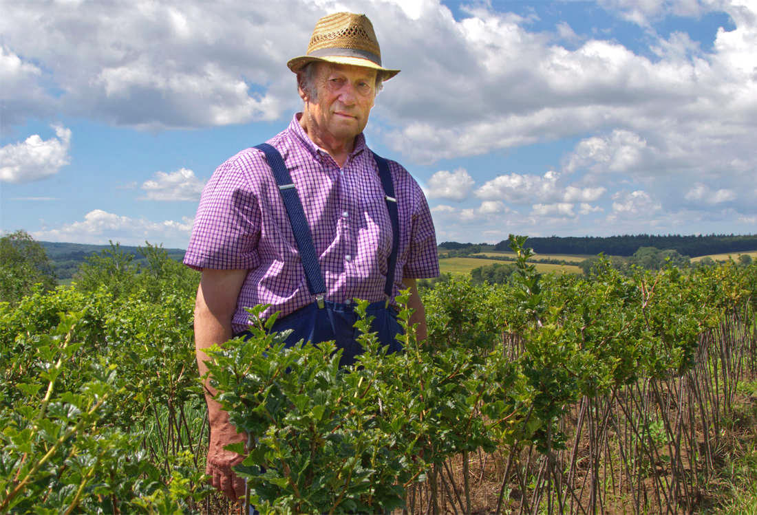 Šlechtitel angreštu Martin Vrána; foto D. Auf Martin Vrána v angreštové plantáži