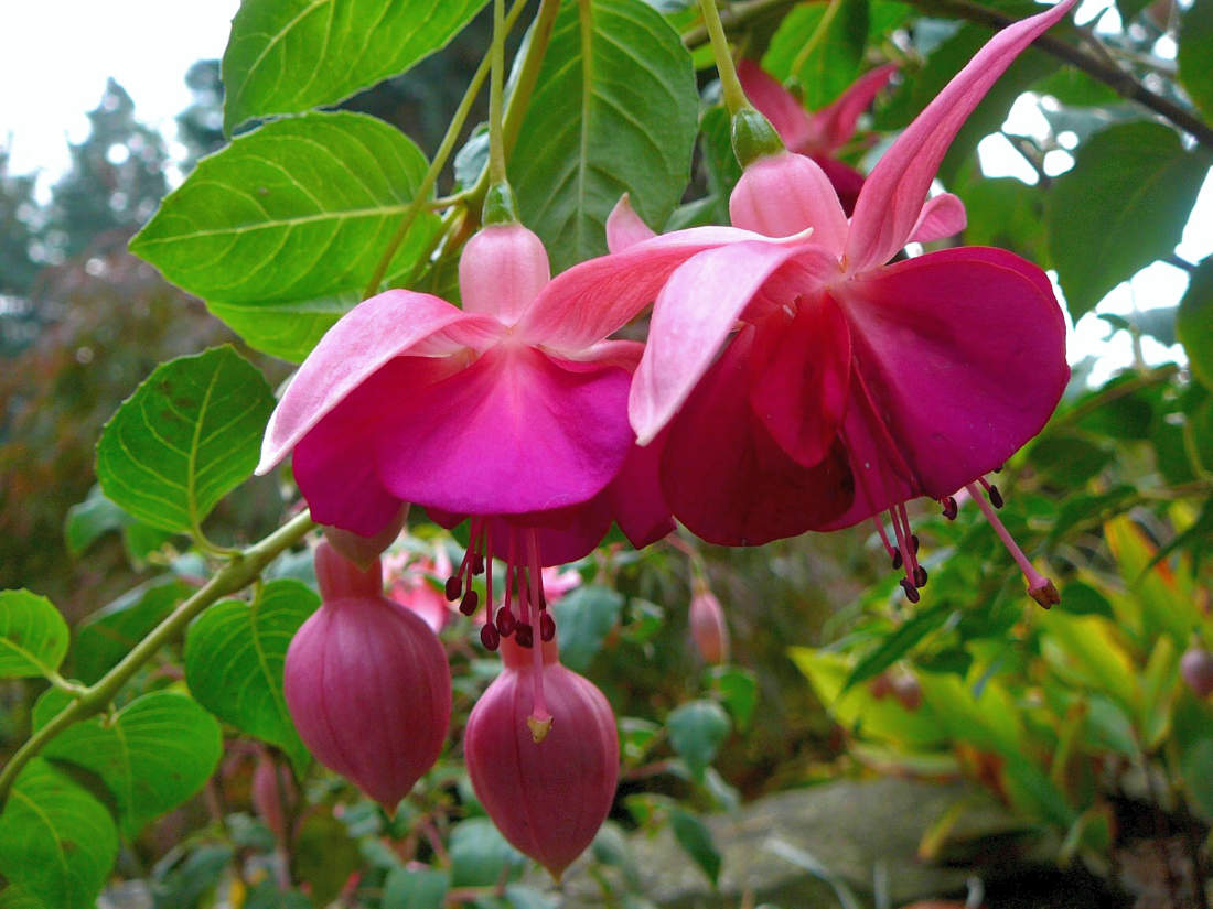 Fuchsie Garden News Fuchsie Garden News