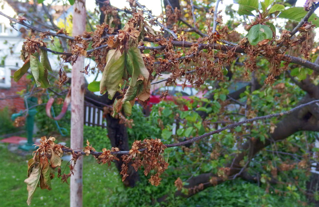 Květy obalená višeň se po infekci monilinií proměnila v nemocný strom; foto O. Faměra Z višňových květů zůstaly jen uschlé zbytky