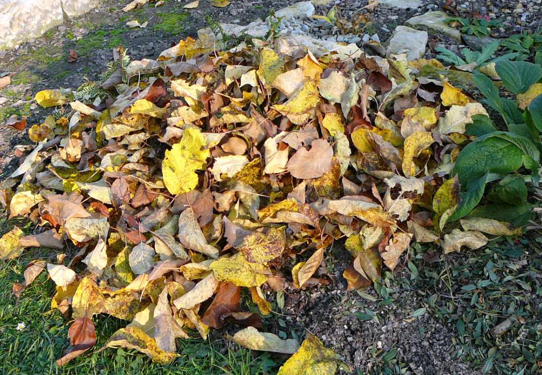 Zimní ochrana z listí nebo rašeliny Zimní ochrana z listí nebo rašeliny