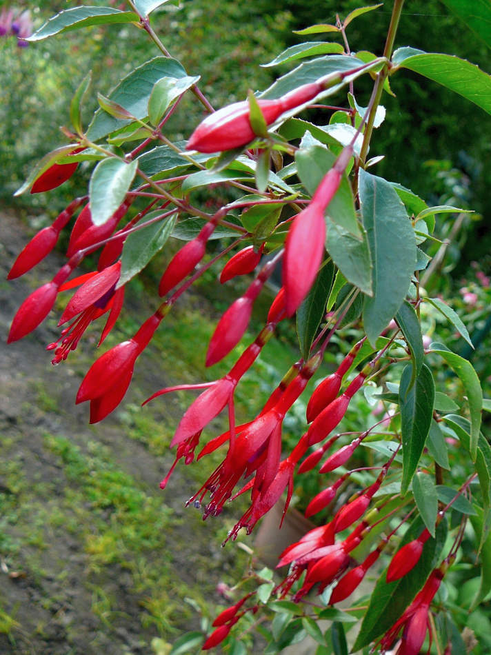 Fuchsia regia Fuchsia regia