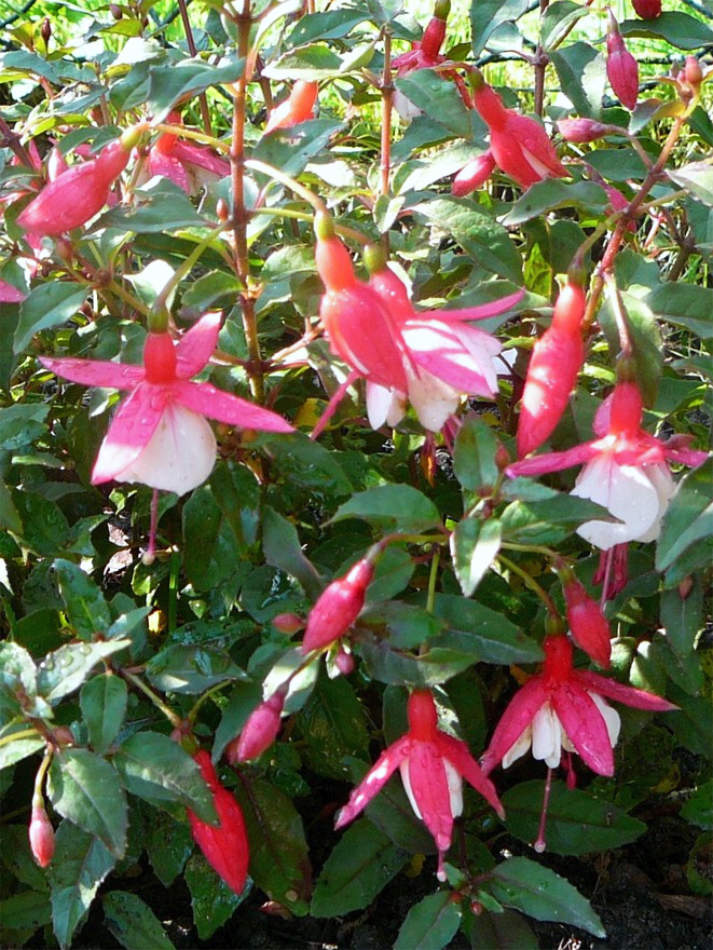 Fuchsie Alice Hoffmann Fuchsie Alice Hoffmann