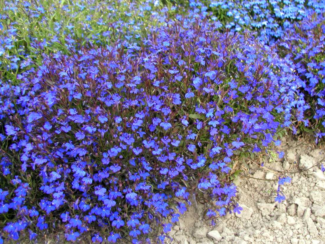 Lobelka modrá; foto J. Prášil Lobelia erinus