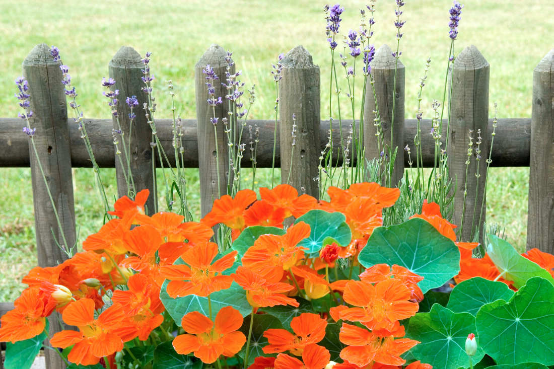 Lichořeřišnice větší (Tropaeolum majus)