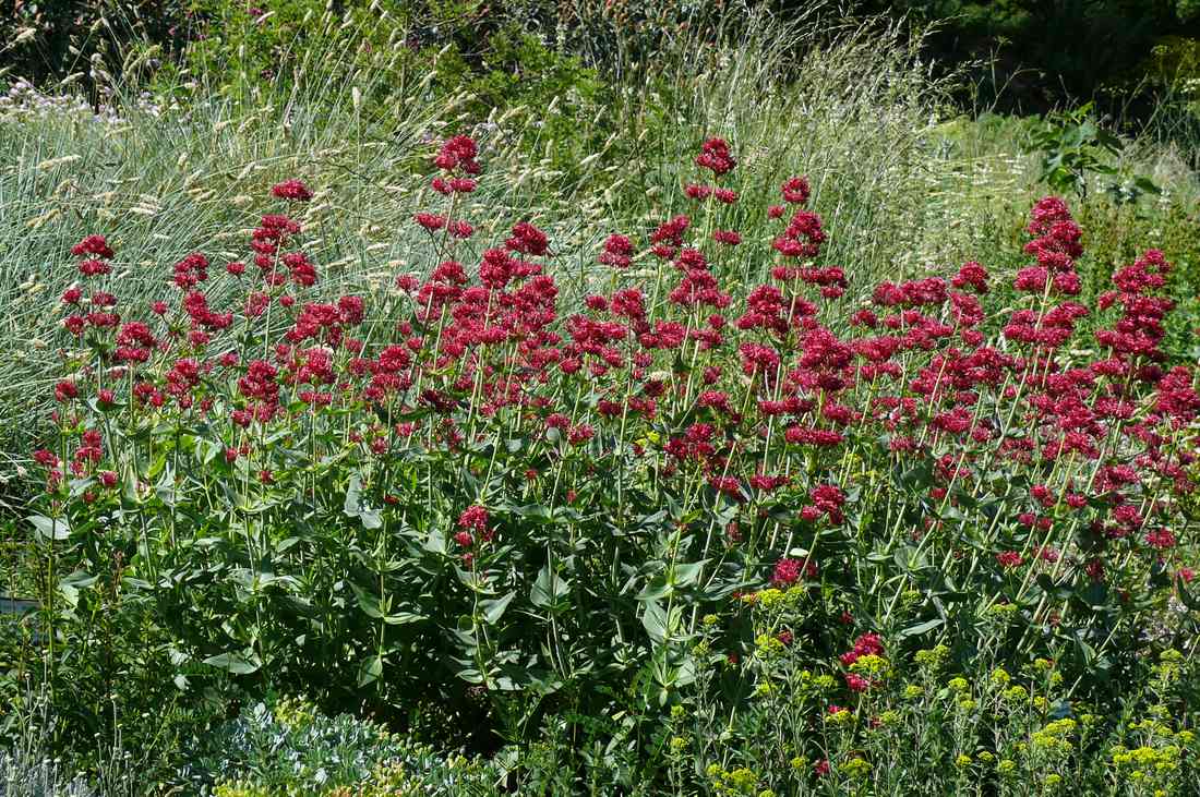Mavuň červená (Centranthus ruber)