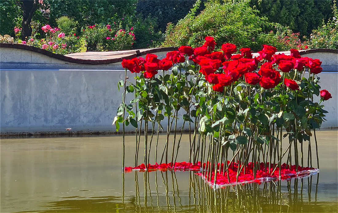 Vyznání růžím plovoucí, i tak se představilo návštěvníkům Rozária; foto Výstaviště Flora Olomouc Rudé růže plují, aranžmá pro vodní hladinu