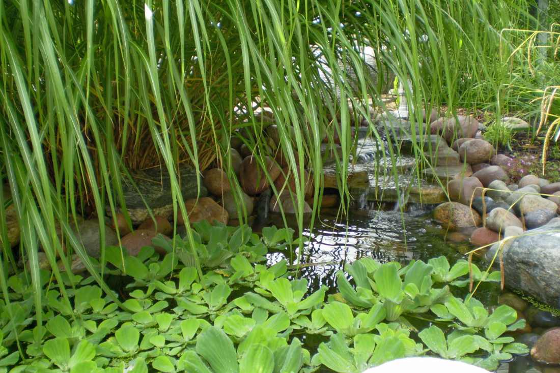 Pistie neboli babelka řezanovitá na hladině členitého jezírka Pistia stratiotes