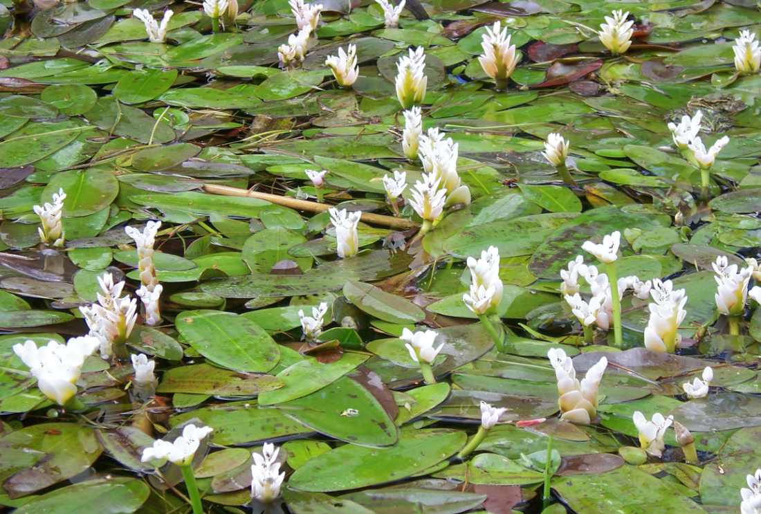 Kalatka dvouklasá kalatka dvouklasá (Aponogeton distachyos)