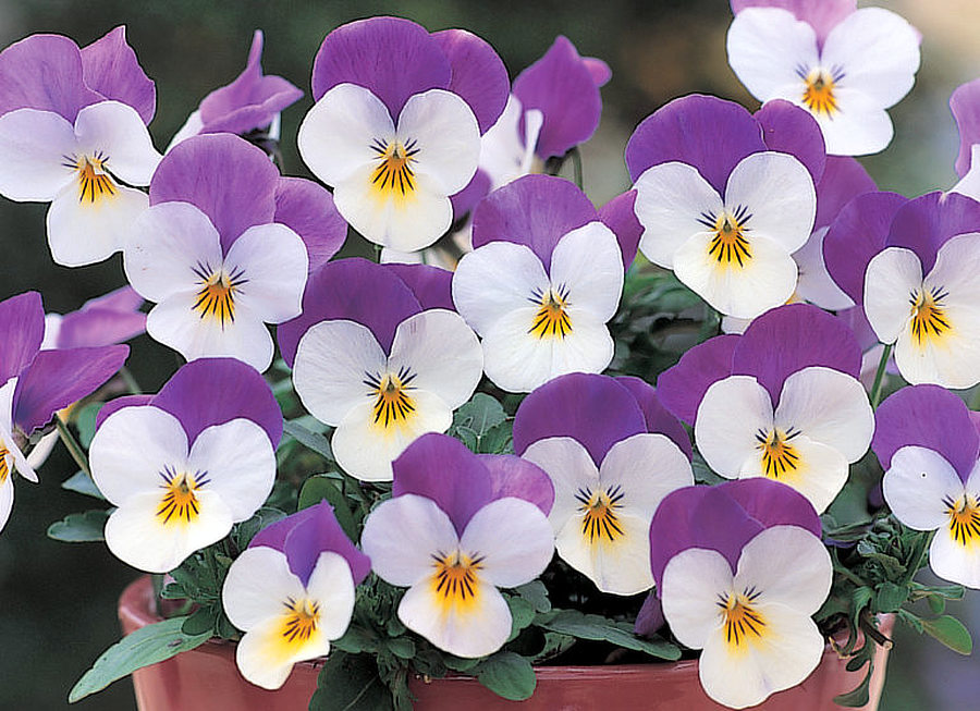 Floral White Purple Wing F1 Maceška ze skupiny Floral
