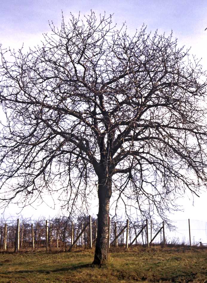 Třešeń u vinice Třešeń u vinice