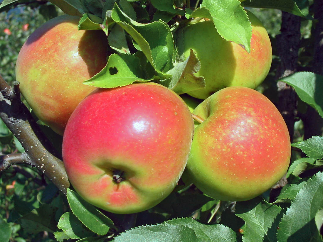 Fuji, Braeburn, Pinova, Otava: tipy na jablka skvělé chuti