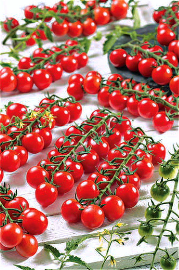 Odrůda rajčat Rubylicious F1 ze skupiny odolných proti plísni bramborové; foto P. Gajdoštin Rubylicious F1, odrůda rajčat
