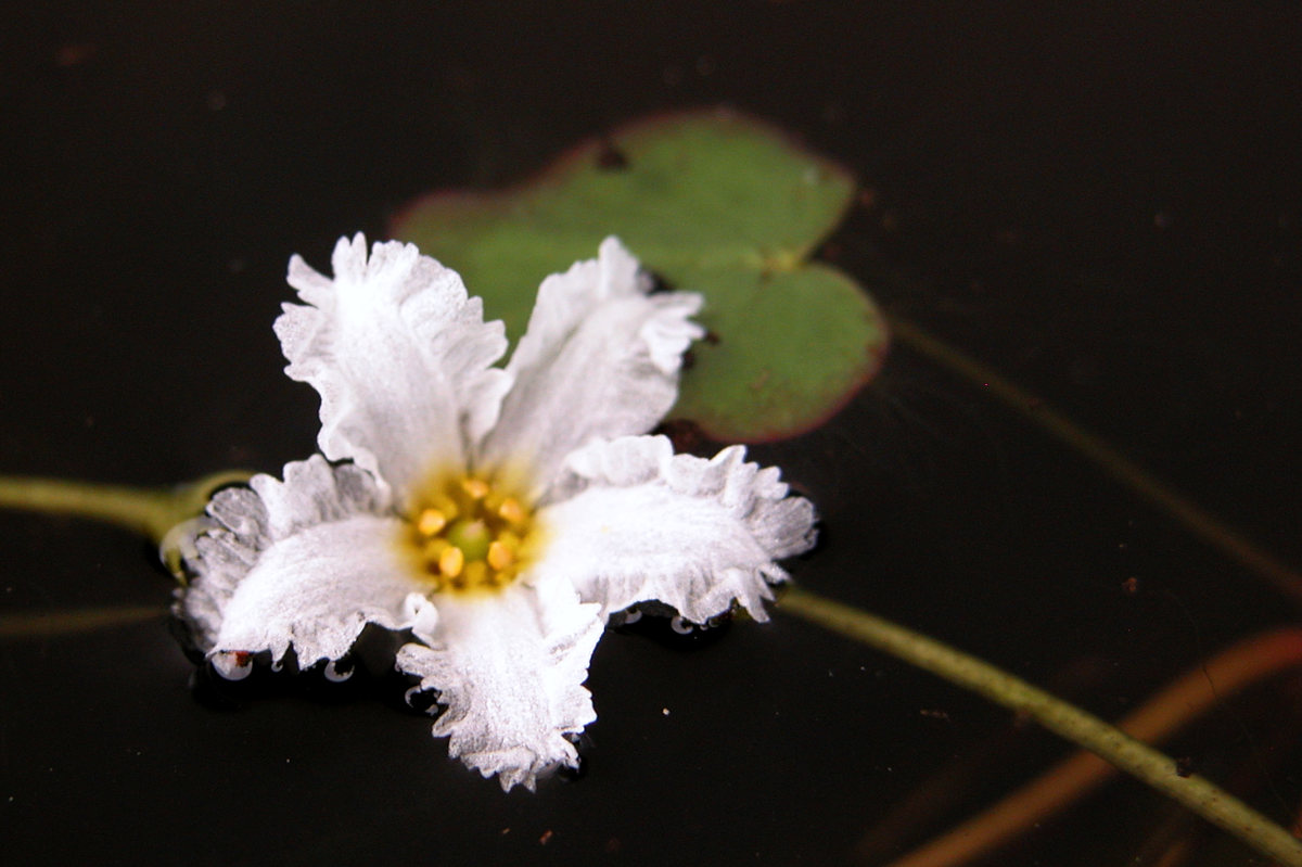 Květ plavínu Nymphoides cordata Květ plavínu Nymphoides cordata
