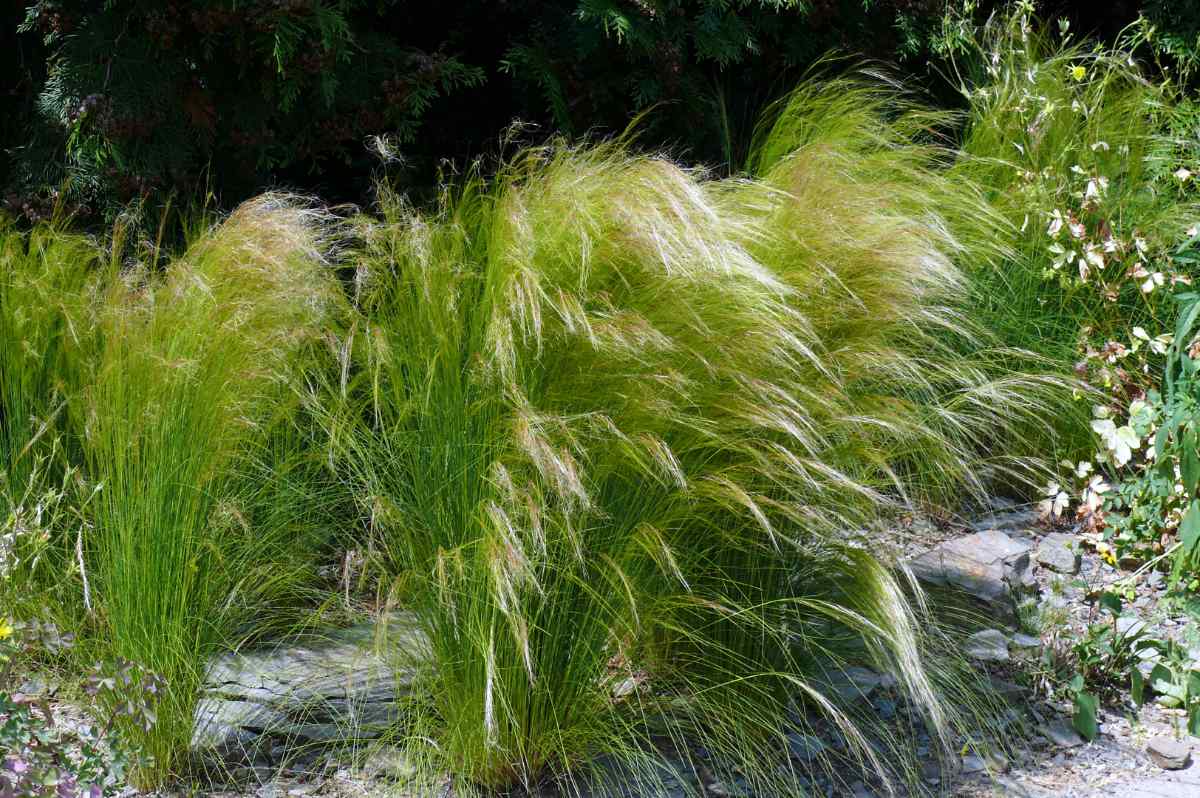 Kavyl Stipa tenuissima