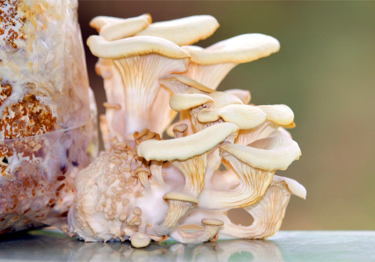 Hlíva plicní (Pleurotus pulmonarius); foto Shutterstock Pleurotus pulmonarius