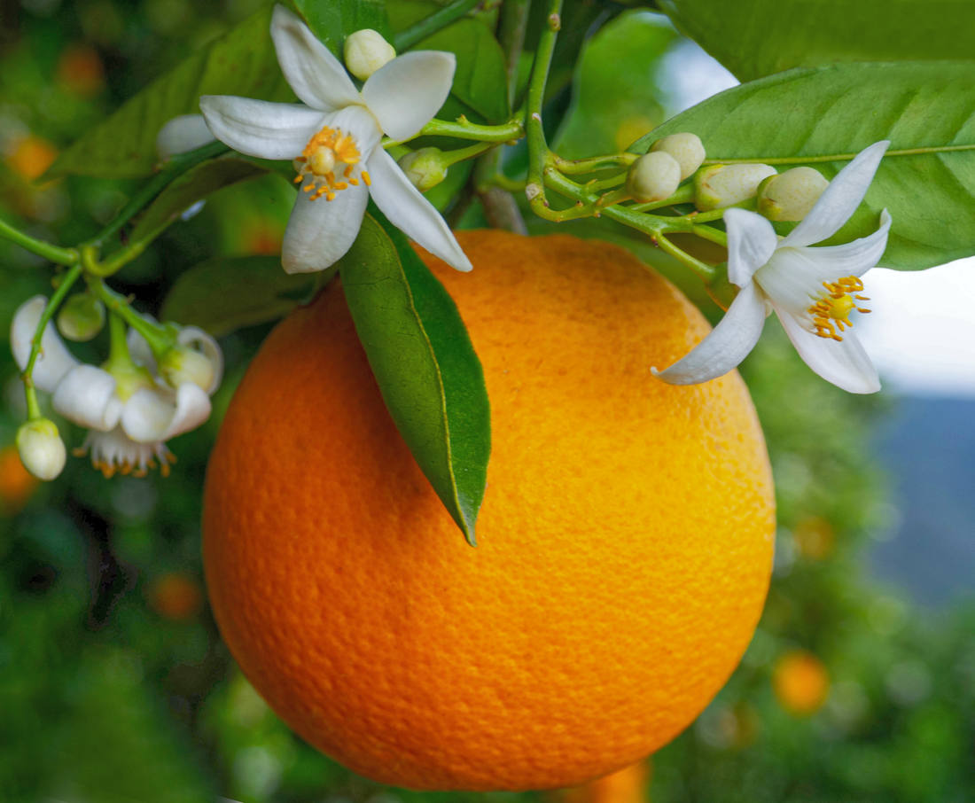 Citrusy kvetou i plodí Citrusy kvetou i plodí
