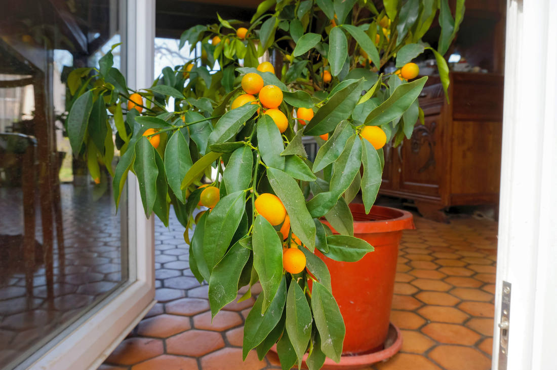 Jak snadné je pěstování citrusů Jak snadné je pěstování citrusů