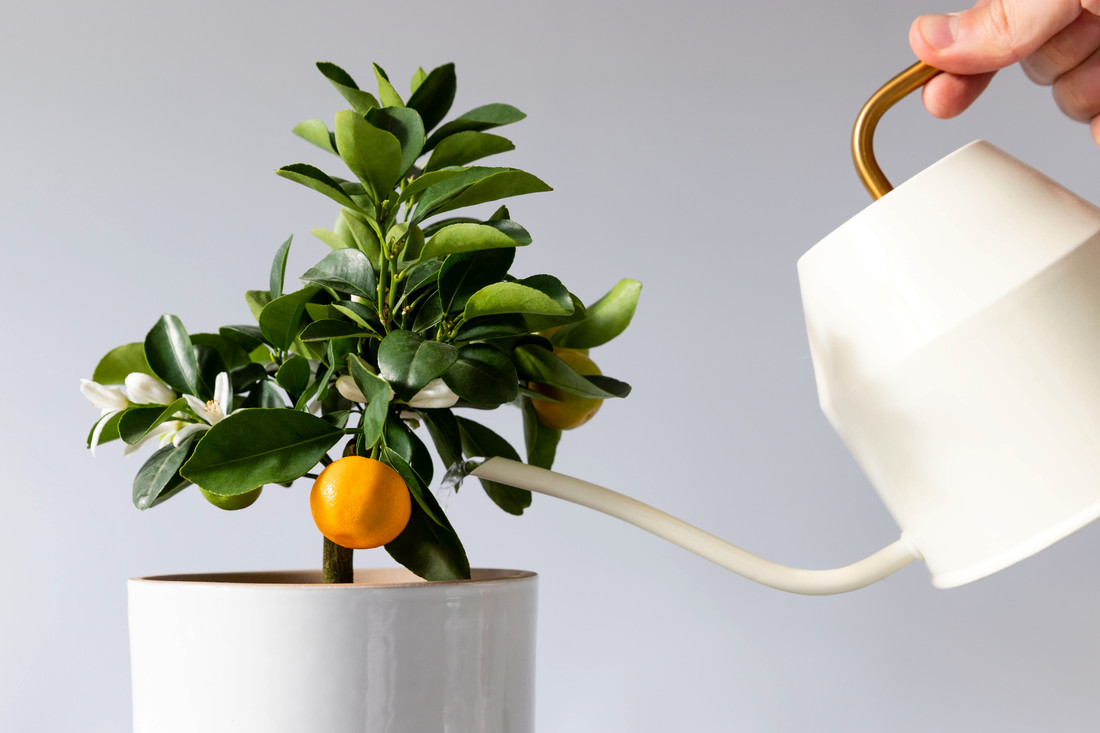 V pokojových podmínkách kontrolujeme, aby zálivka odpovídala teplotě prostředí Citrus rost