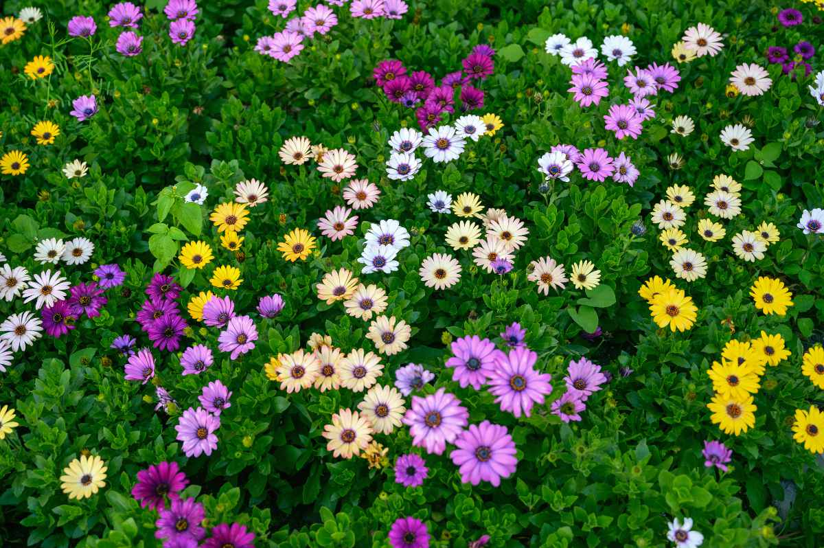 Osteospermum neboli paprskovka má ráda plné slunce