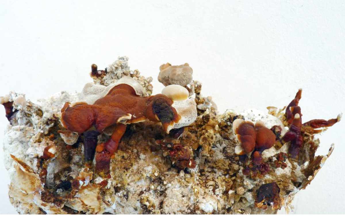 Lesklokorka lesklá (reishi) Lesklokorka lesklá (reishi)