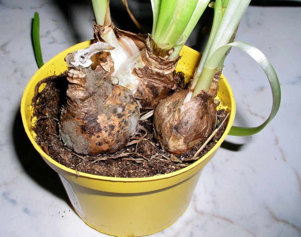 Narcisy a tulipány: Jarní krasavce zahrádek ohrožují choroby